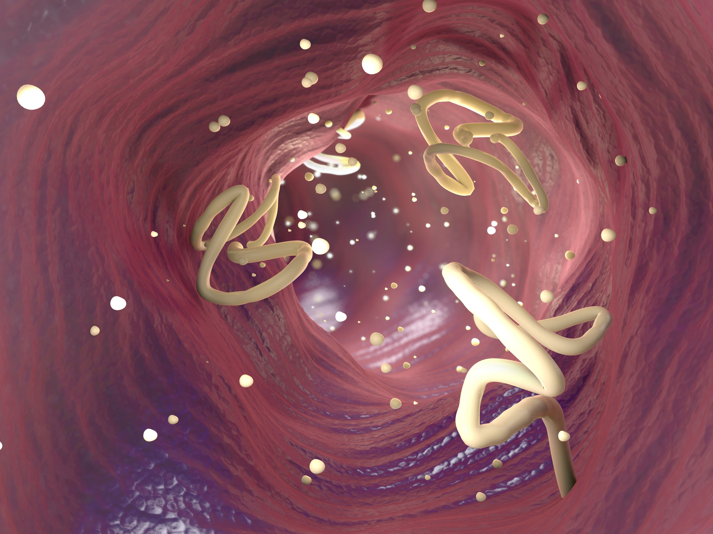 3d Illustration of tapeworm infestation in a human intestine